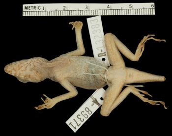 Media type: image;   Herpetology R-132383 Aspect: ventral
